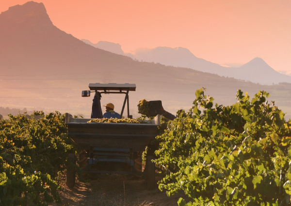 Winelands Essence