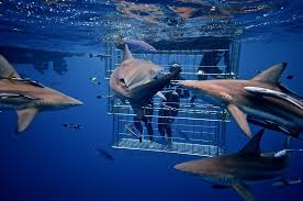 Shark Cage Dive